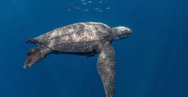 Глибше, ніж підводні човни: морська черепаха встановила рекорд із занурення в океан (фото)