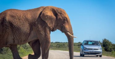 Отдых на Шри-Ланке: слон-вымогатель напал на машину с туристами из России (видео)