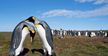 У зоопарках по всьому світу відбувається щось дивне: пінгвіни старіють у рази швидше