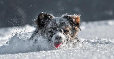 Упрямые и шумные гурманы: эксперт рассказал, каких собак он бы не завел дома (фото, видео)