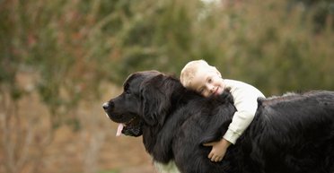 Ветеринар назвал пять пород собак, которые идеально подходят для семей с детьми