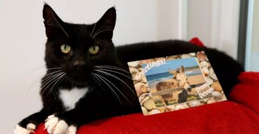 За 560 км від дому: подружжя випадково відвезло із собою у відпустку сусідського кота (фото)