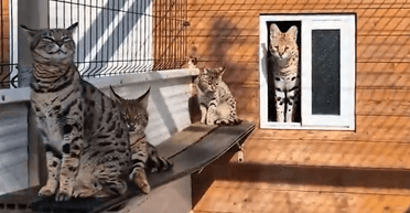 В Испании контрабандисты отправляли экзотических животных в РФ и Беларусь