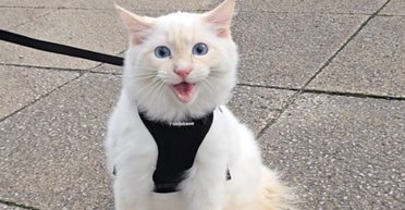 Женщина взяла котика на первую прогулку по улице: его реакция стала мемом (фото)