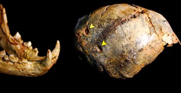 Найменшого родича людини з'їв леопард: що сталося 2 млн років тому