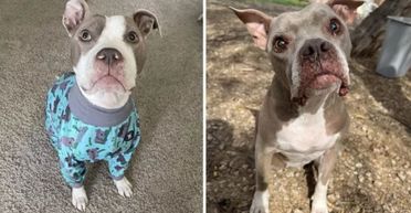 Пара заради сміху зробила ДНК-тест своїм псам, а тепер не знає, що й думати (фото)