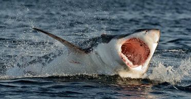 Знайшли тушу білої акули: зі смертоносною хижачкою розправилась "загадкова істота" (фото)