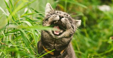 Вредный характер ни при чем: ученые выяснили, почему кошки едят комнатные растения