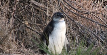 Отчаянные времена для пингвинов: птицы борются с железными гигантами за рыбу в океане