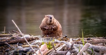 Послабив фундамент: в Данії бобер самотужки зупинив рух потягів на тиждень (фото)
