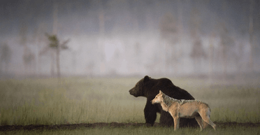 Делились добычей и путешествовали: фотограф зафиксировал десять дней дружбы волка и медведя (фото)