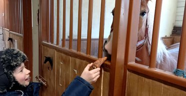 "Лошади скучают по общению". Киевляне подкармливают обитателей конного клуба в военное время