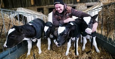 Один шанс з 11 мільйонів: у Німеччині корова народила одразу чотирьох телят (фото)