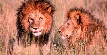 Держал в саду: мужчину съел его домашний лев