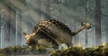 Причуды эволюции. Ученые обнаружили окаменелость самого странного анкилозавра