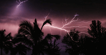 Знайдено дерево, з яким відбуваються чудеса після удару блискавки (відео)