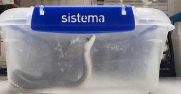 Хотіла вибратися: до лікарні принесли отруйну змію в контейнері для їжі (фото)