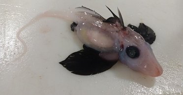 Ученые назвали самых странных животных в мире (фото)