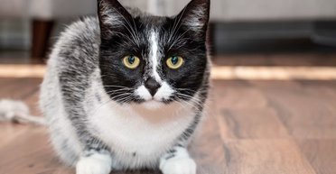 Тайна кошек "сальмиак": что за новый окрас котов появился в Финлядии