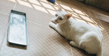 Чоловік прихистив безпритульну кішку: через кілька днів на нього чекав сюрприз (фото)