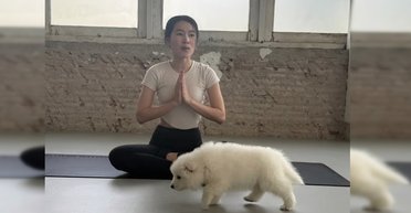 Самое милое снятие стресса: студия йоги со щенками и котятами стала вирусной в сети (фото)