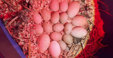 Женщина нашла яйца неизвестной птицы, а потом узнала правду (фото)