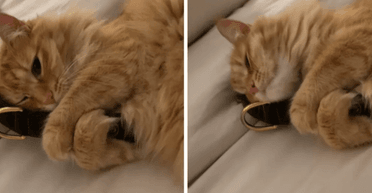 В семье не стало собаки полгода назад: то, что делает теперь кошка, растрогало сеть