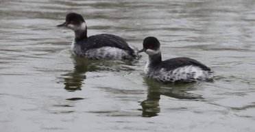У "Тузлівських лиманах" на Одещині загинули тисячі чорношиїх пірникоз, — дослідник