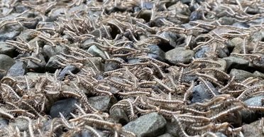 Мурашки по шкірі: "жива річка" налякала туристів у горах (відео)