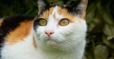 Кіт прославився у мережі завдяки "непристойному" візерунку на шерсті (фото)