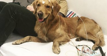 Собаки не понимают, что мы им говорим, - исследование