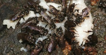 Настоящие волшебники: пчелы-стервятники таинственным образом превращают гниющее мясо в мед (видео)