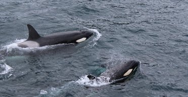 Нетихий океан: як розгортається боротьба між Австралією та Китаєм