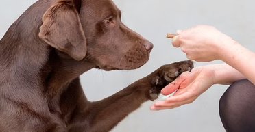 Чому лабрадори так сильно товстіють: проблема не в обжерливості