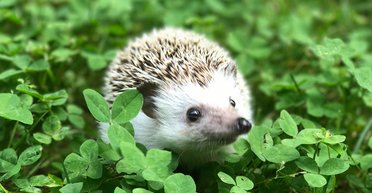 Еж едва не сорвал логистическую операцию ВСУ на фронте: детали курьеза (видео)