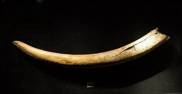 Мамонт здійснив дивовижну подорож до поселення стародавніх людей 14 тисяч років тому (фото)