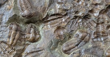 В кембрийский период что-то случилось с жизнью на Земле: ученые до сих пор не знают, что это было