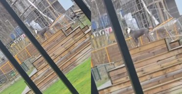 Думал, что его бросили: собака запаниковала в парке, но дальше произошло неожиданное (видео)