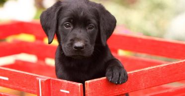 Жінка забрала з притулку "щеня лабрадора", але не була готова до того, що сказав ветеринар