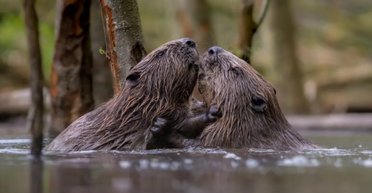 Моногамні стосунки підходять не всім: які тварини утворюють пари на все життя