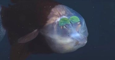 Дивні риби з прозорою головою мають очі, які знаходяться всередині: чому (відео)