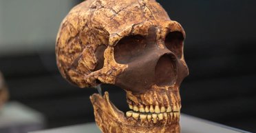 Змогли б записати TikTok: насправді немає доказів того, що неандертальці були дурнішими за людей