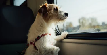 Как выехать за границу с домашним животным: чек-лист для путешествия