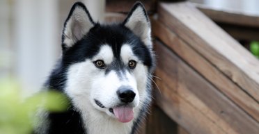 "Даже если никого нет": ученые выяснили, что собаки тоже могут ревновать