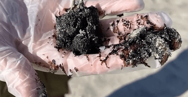 Підняли Берегову охорону: на пляжах США почали знаходити загадкові смоляні кульки (відео)