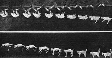 Давня загадка нарешті розгадана: чому кішки завжди приземляються на лапи