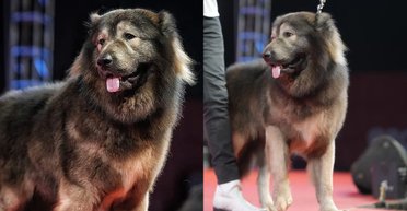 Найдорожча у світі: собаку-гібрида продали за рекордну суму (фото)