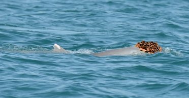 Самцы горбатых дельфинов носят "парики" из морских губок: пытаются соблазнить самок