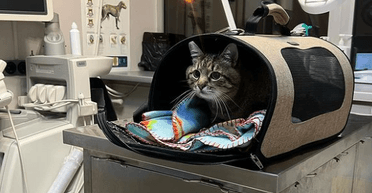 Легендарний кіт Степан потрапив до лікарні після обстрілу Харкова (фото)