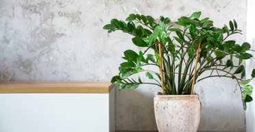 Доларове дерево: як вирощувати та задобрювати заміокулькас для залучення в будинок грошей